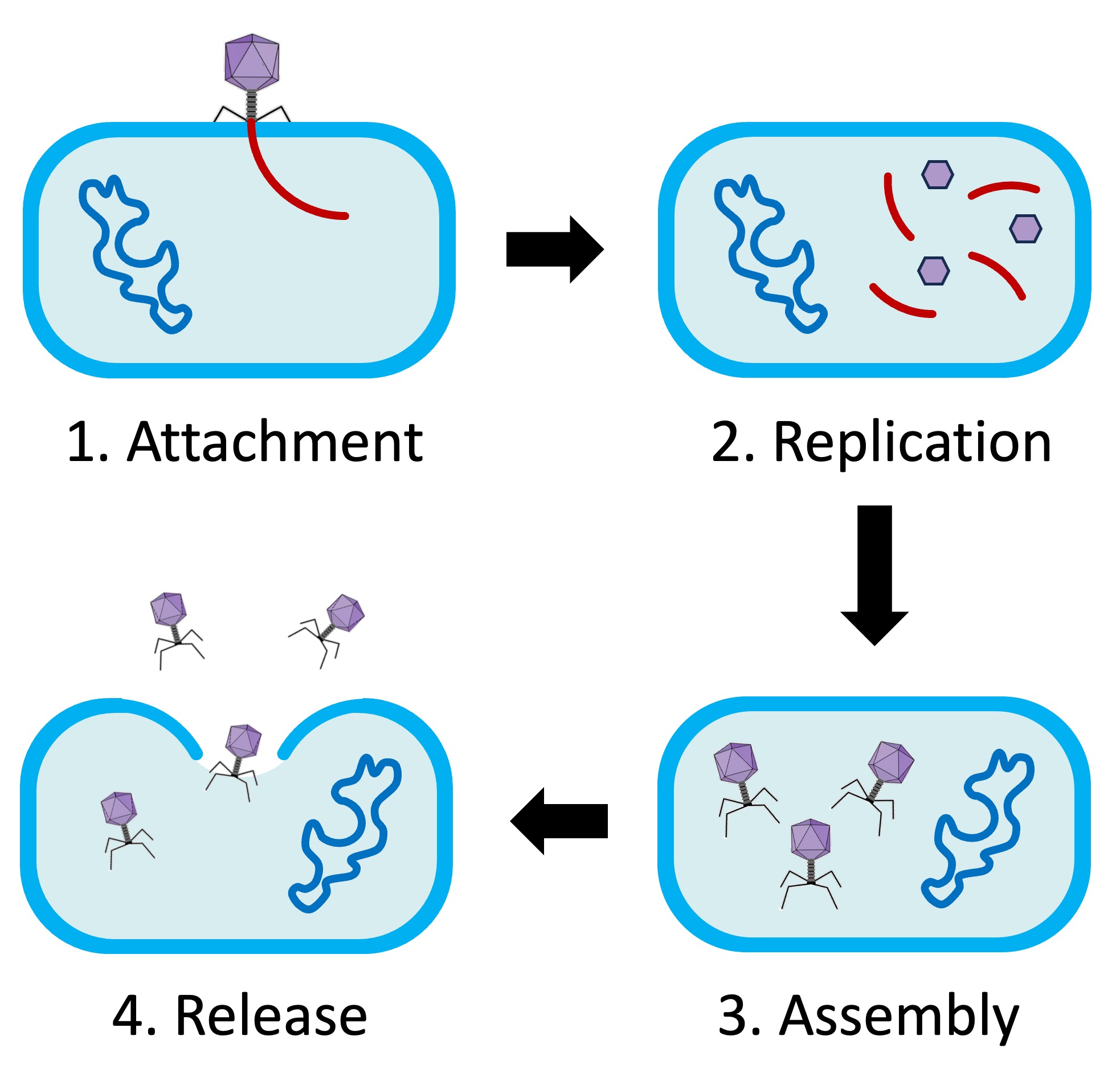 lytic%20cycle%20mobile