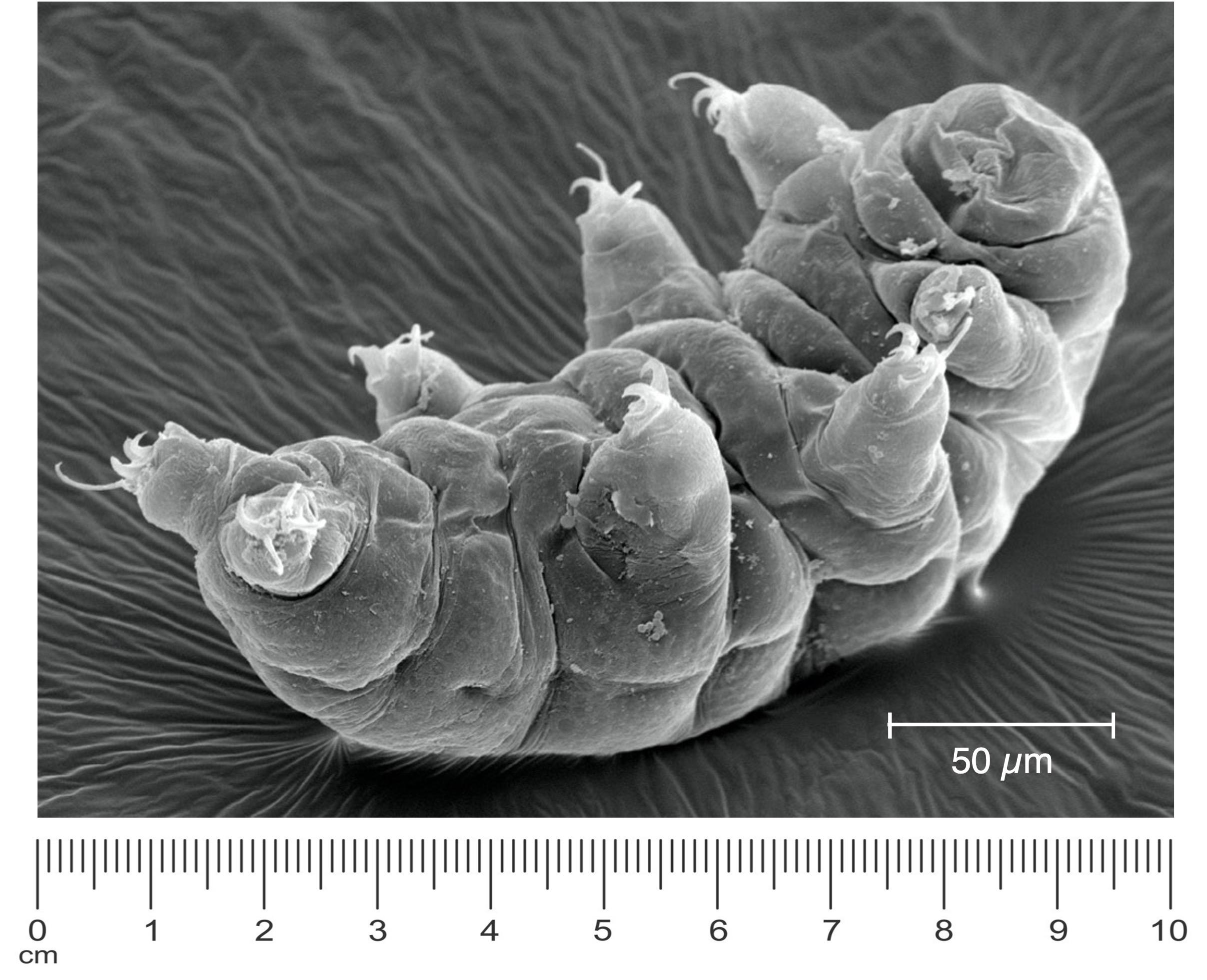 magnification%20ipad