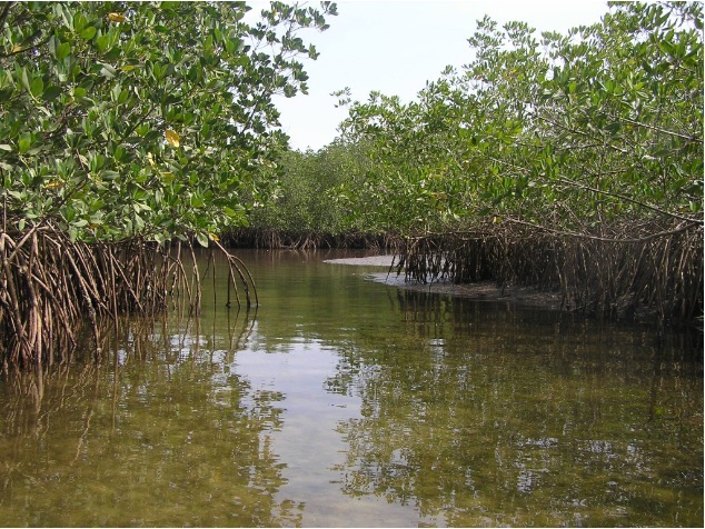 mangrove