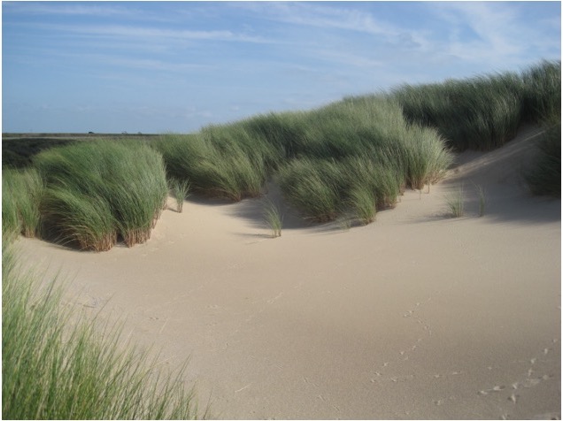 marram%20grass
