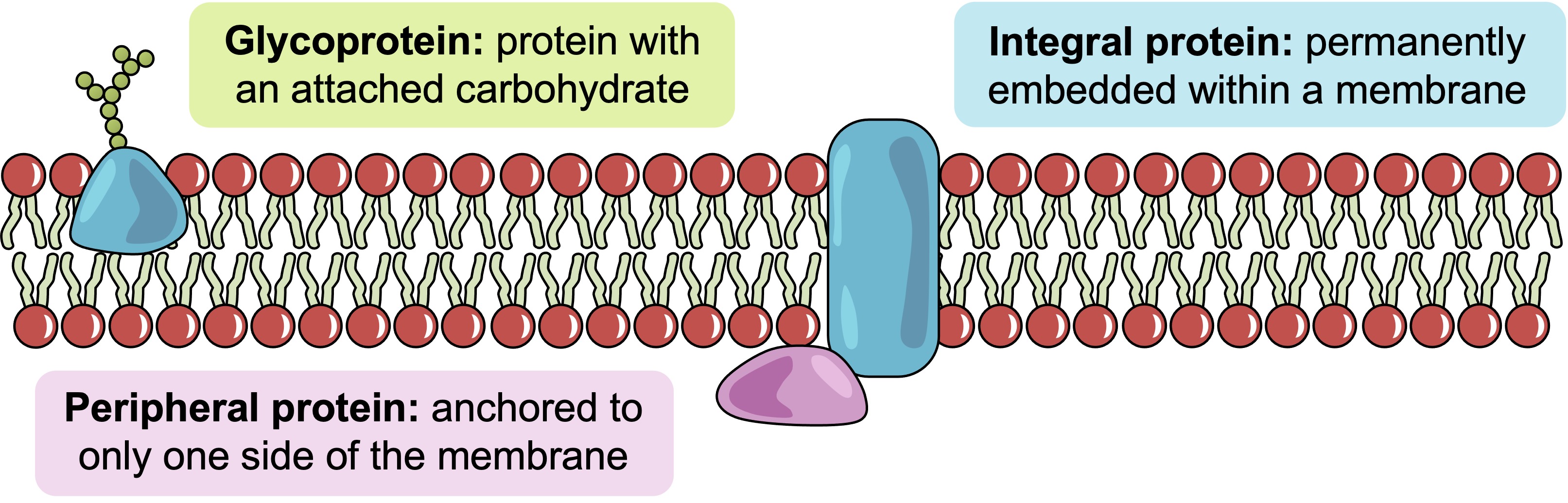 phospholipids1