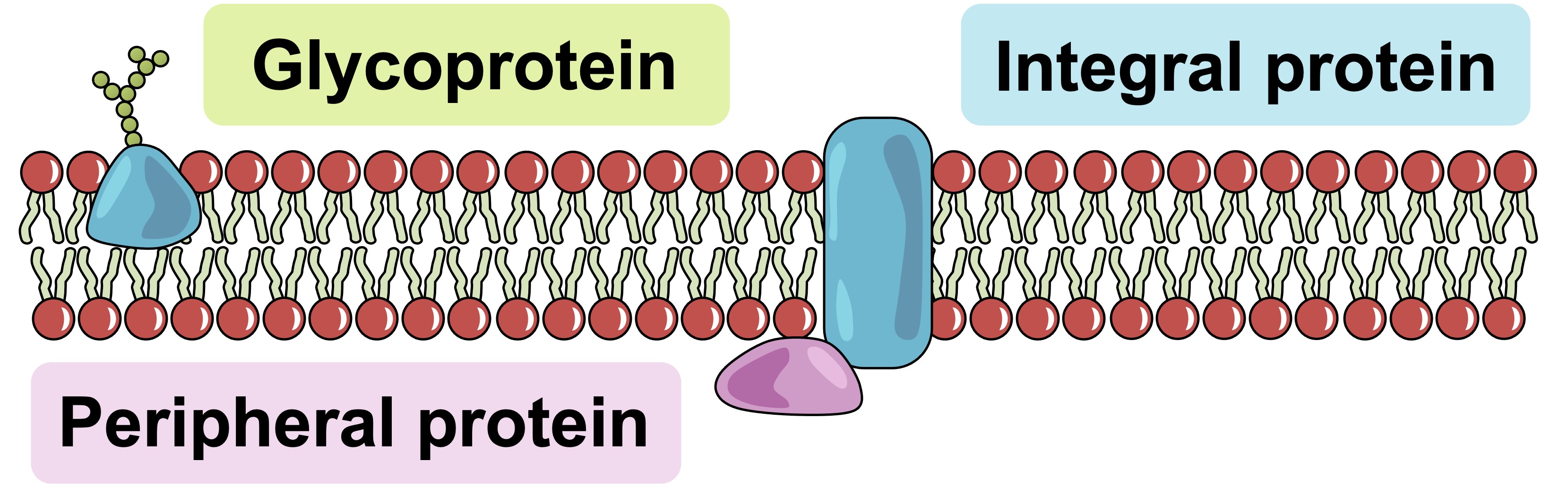 phospholipids2