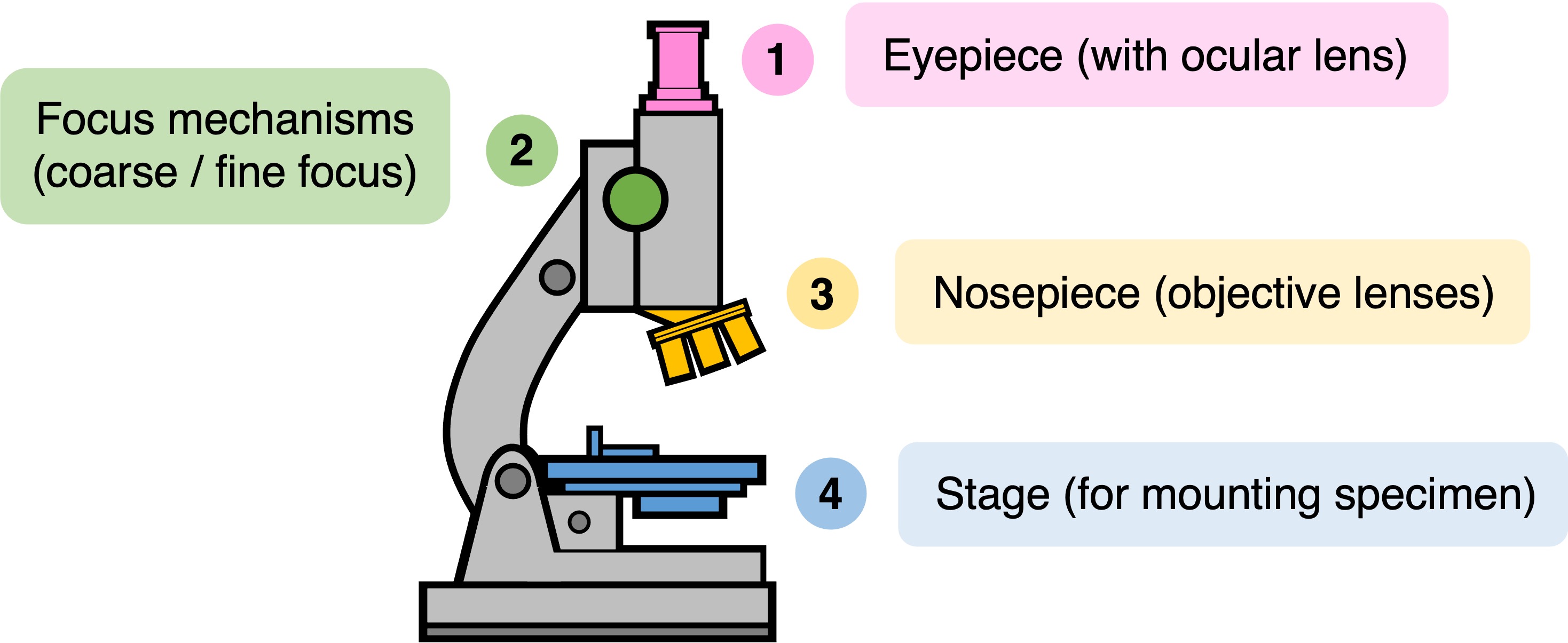 light%20microscopy