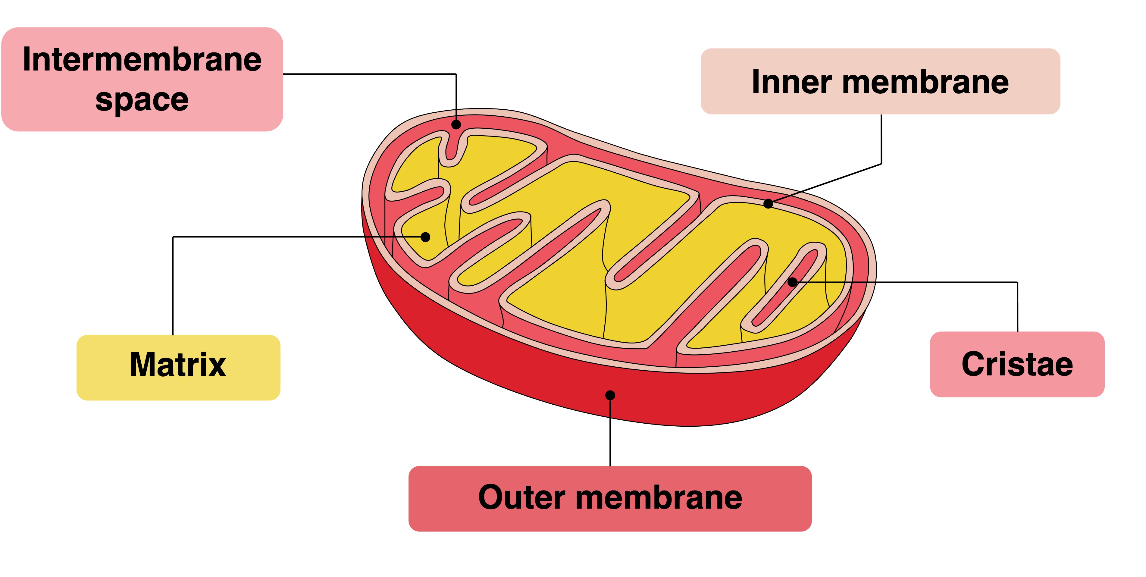 mitochondria%20labelled2