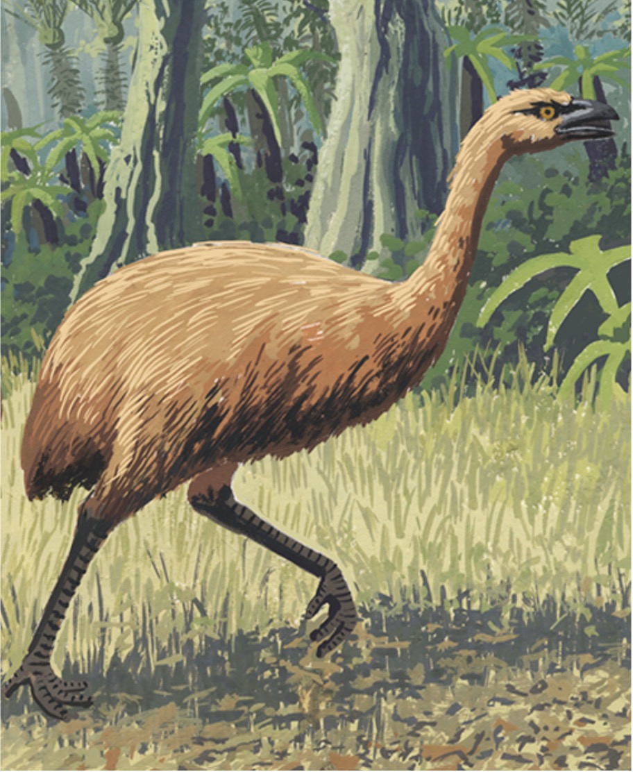 moa