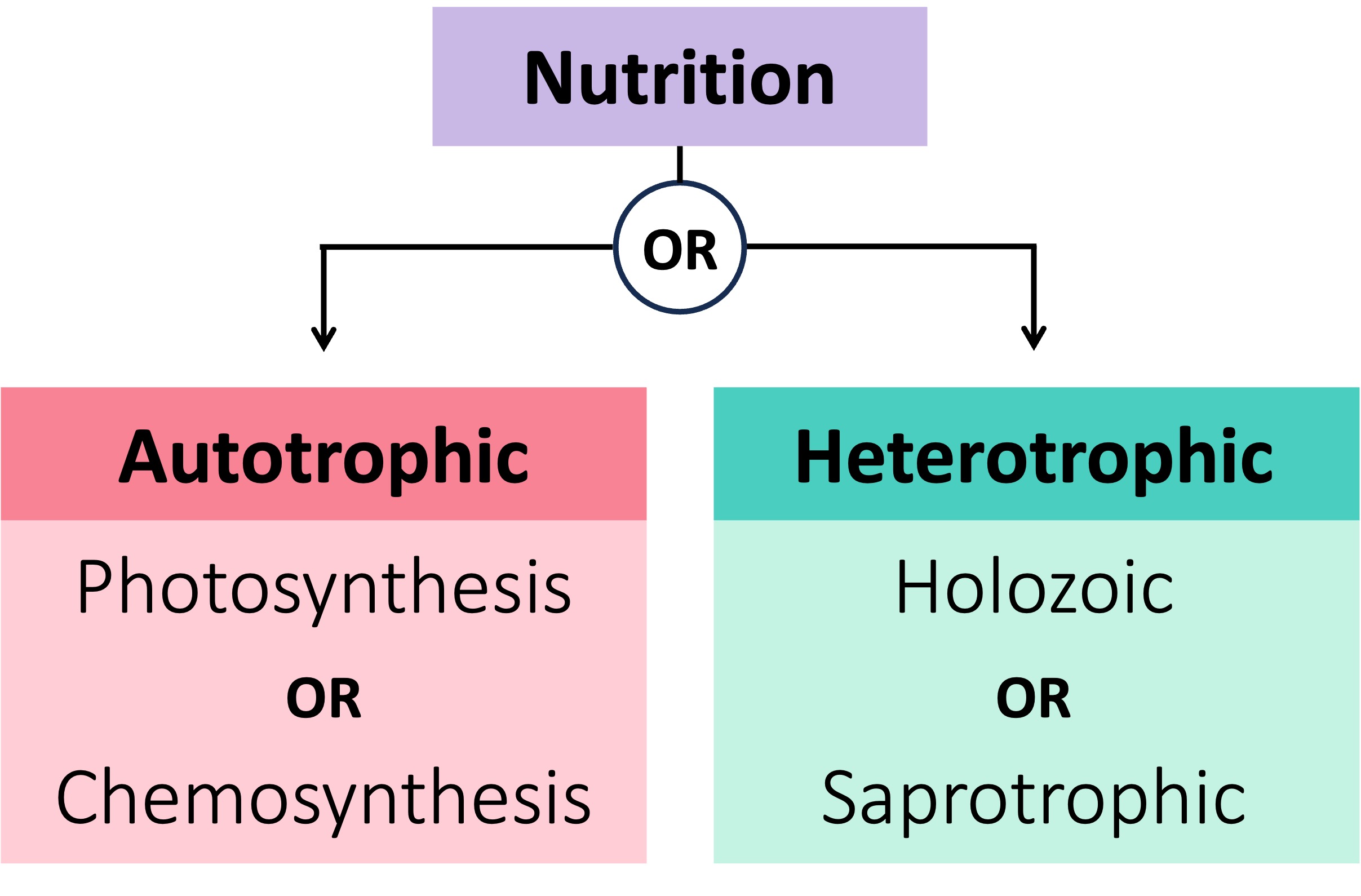 modes%20of%20nutrition%20mobile