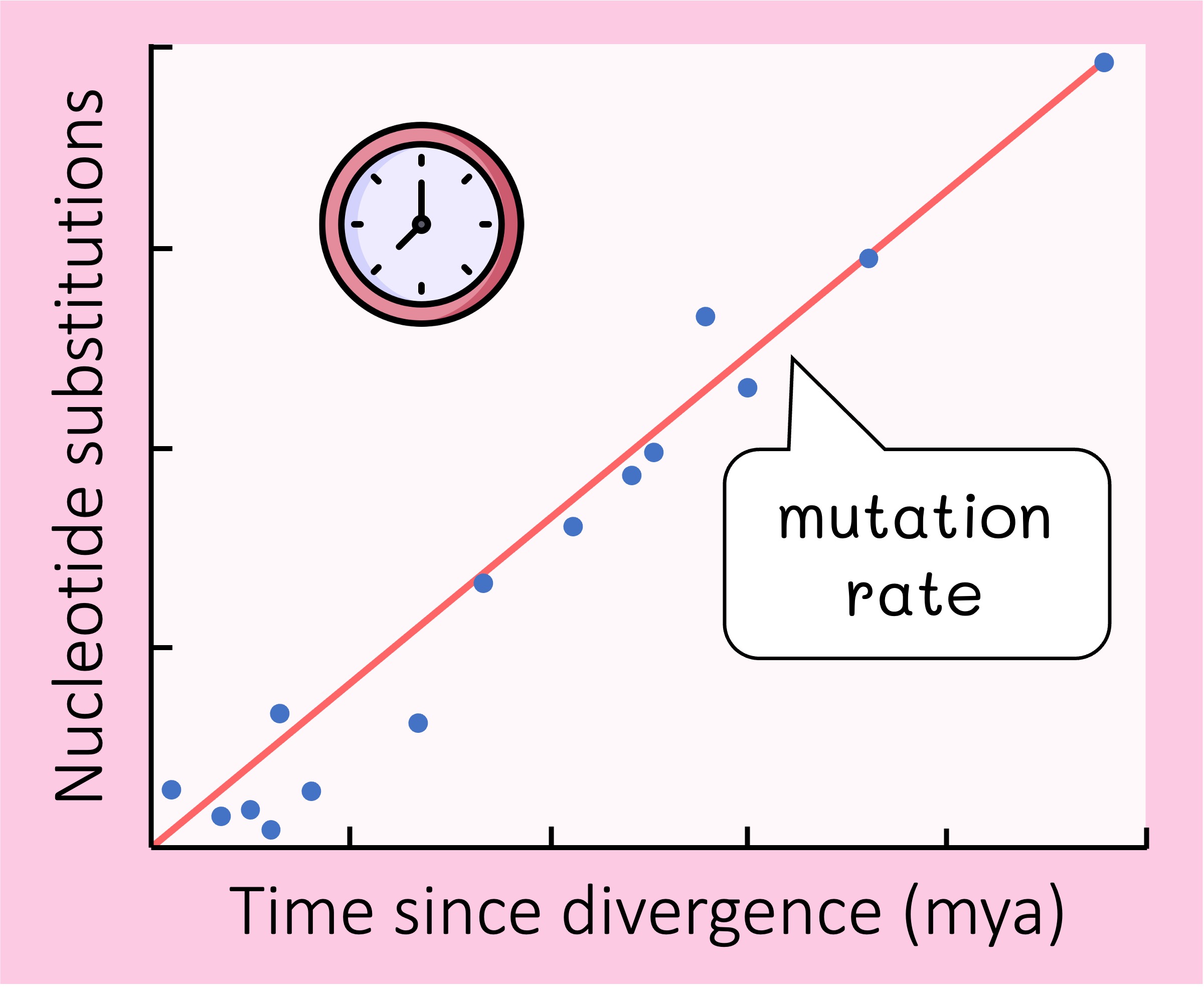molecular%20clock%20mobile