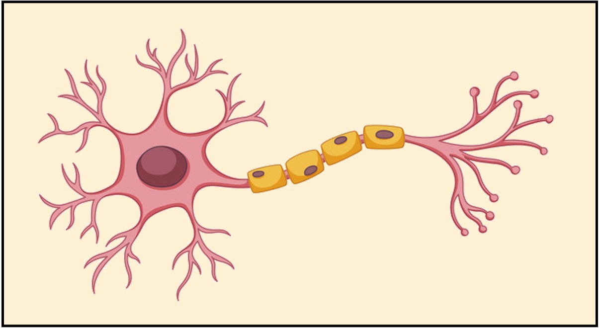 neurone