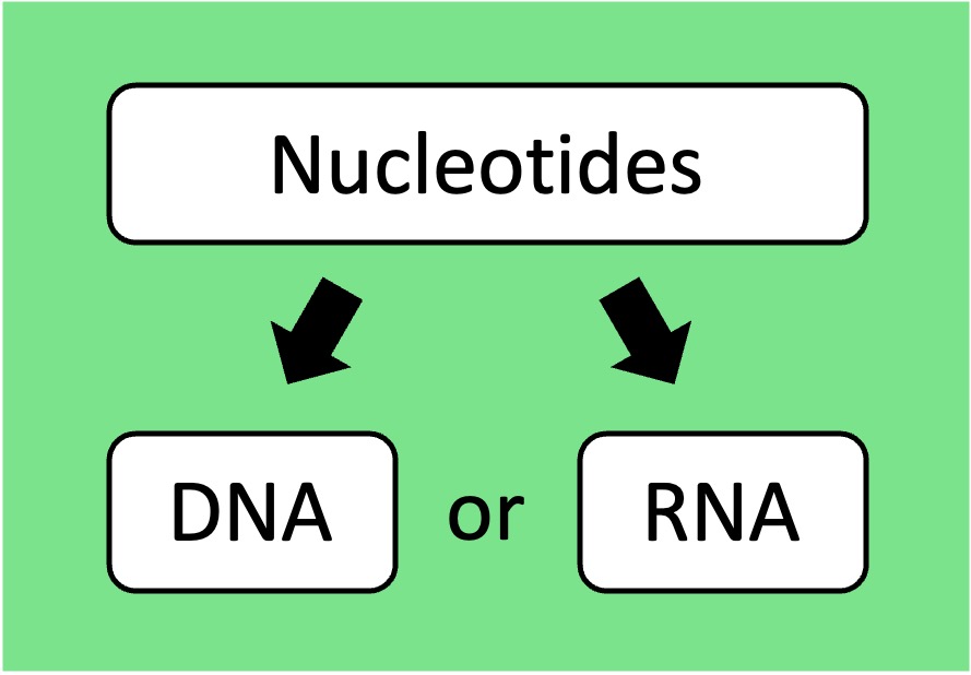 nucleic%20polymer