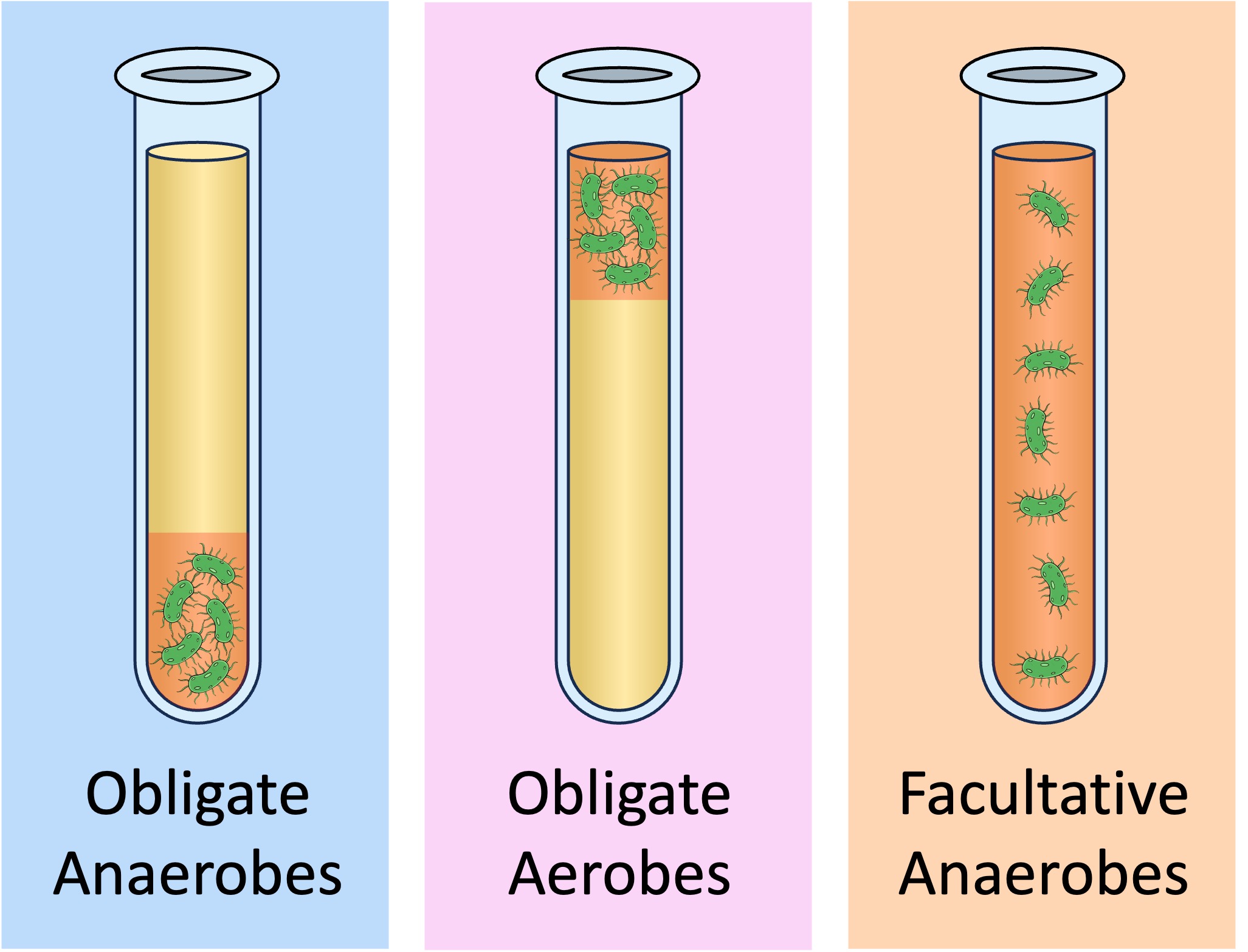 obligate%20vs%20facultative%20mobile