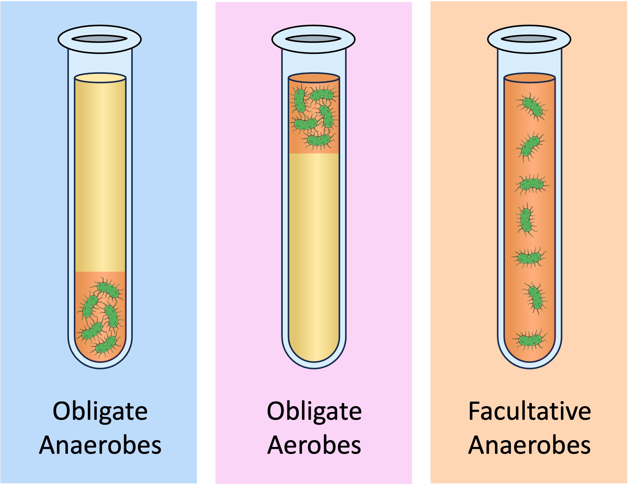 obligate%20vs%20facultative