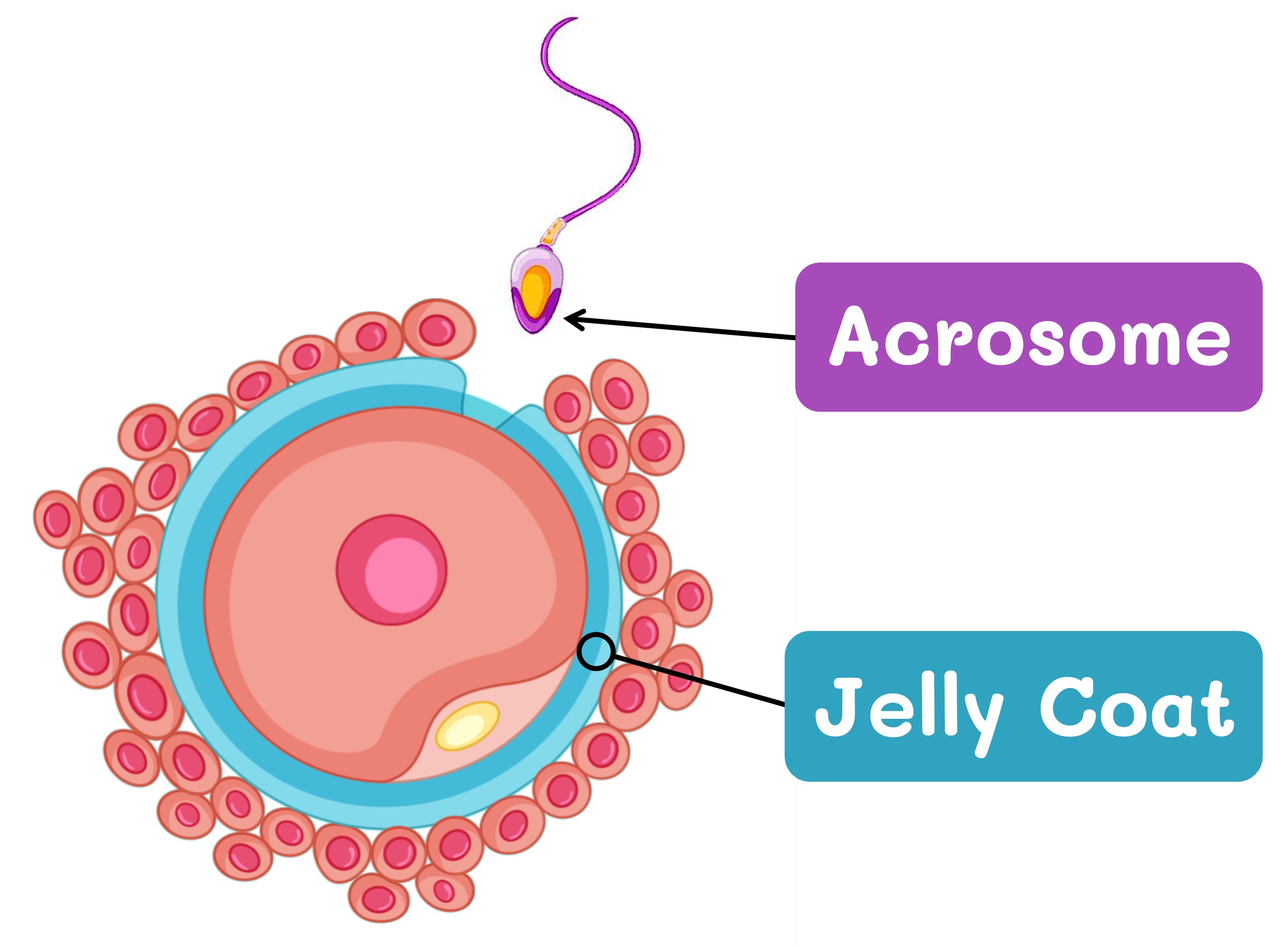 ova%20and%20sperm%20mobile