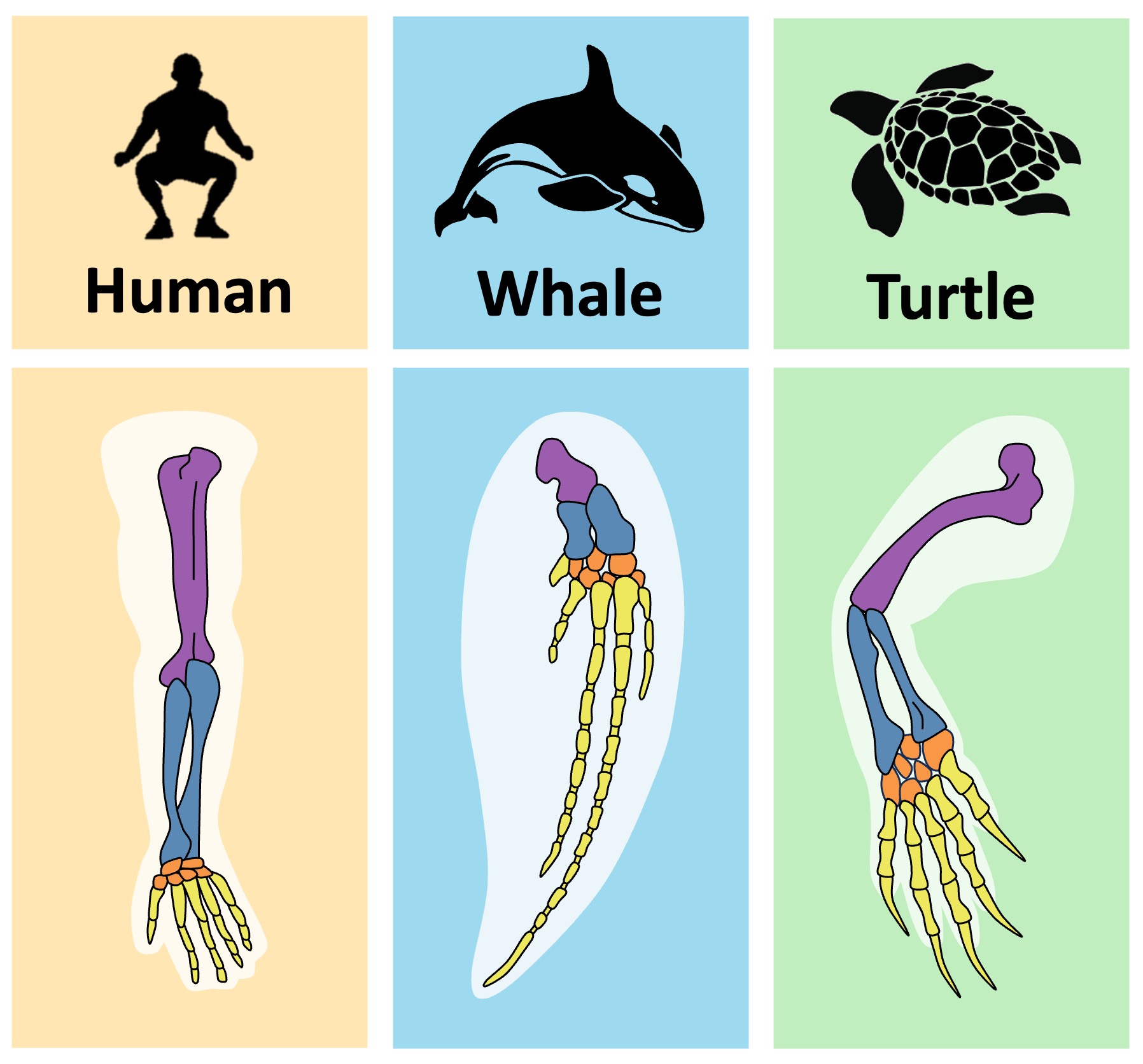 pentadactyl%20mobile