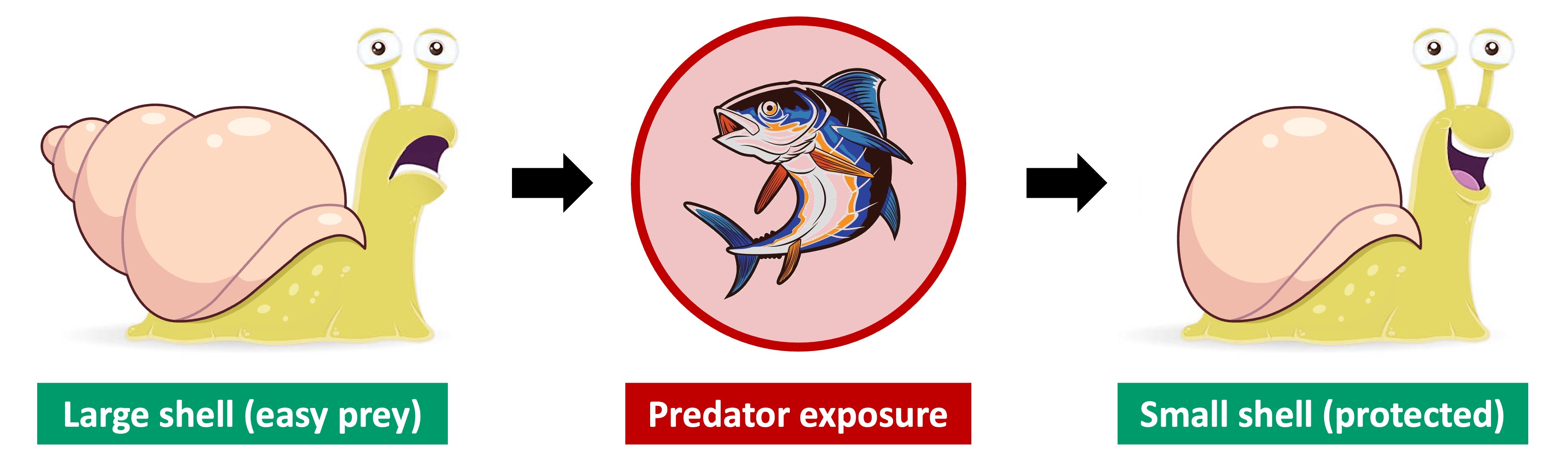 phenotypic%20plasticity