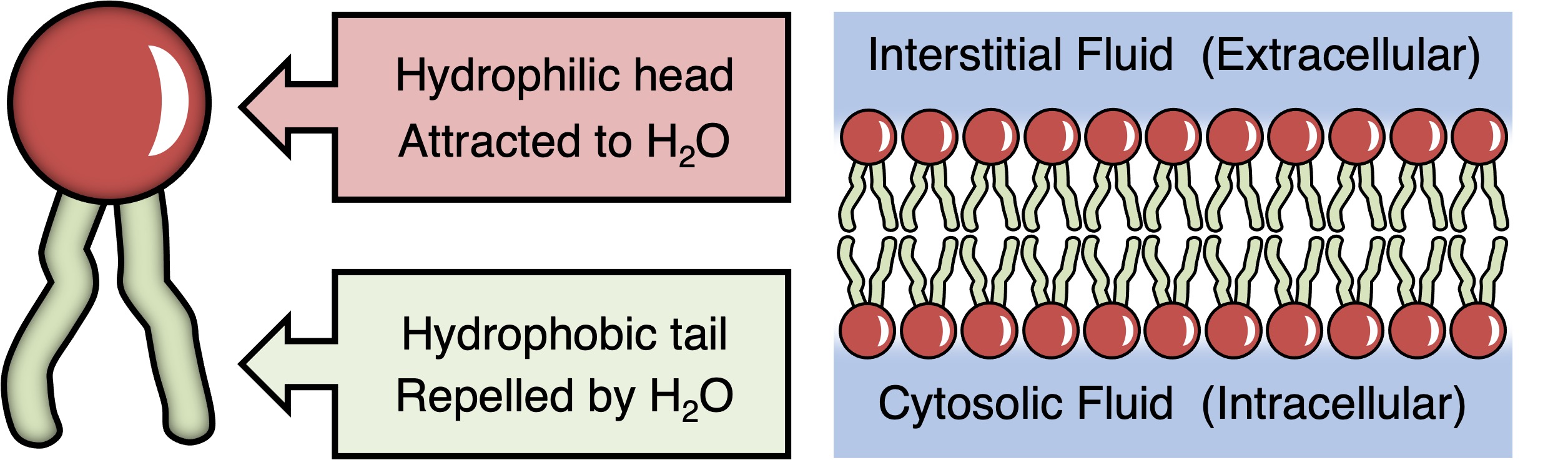phospholipids1