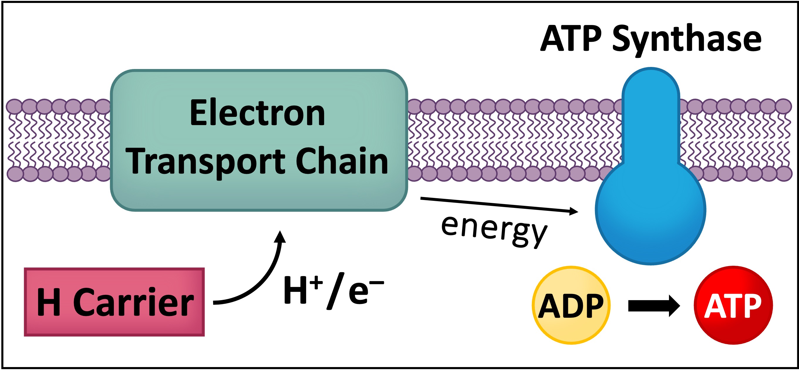 phosphorylation1%20mobile