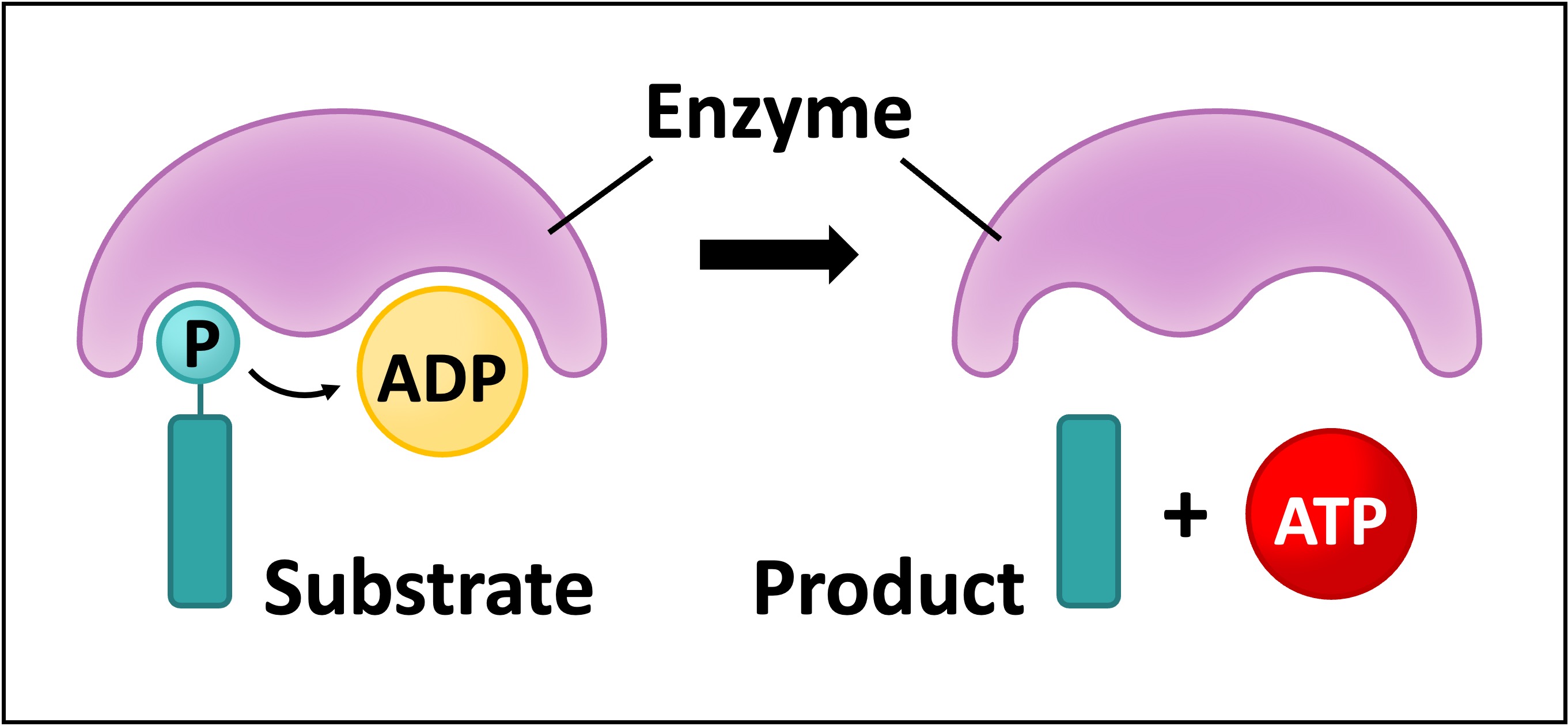 phosphorylation2%20mobile