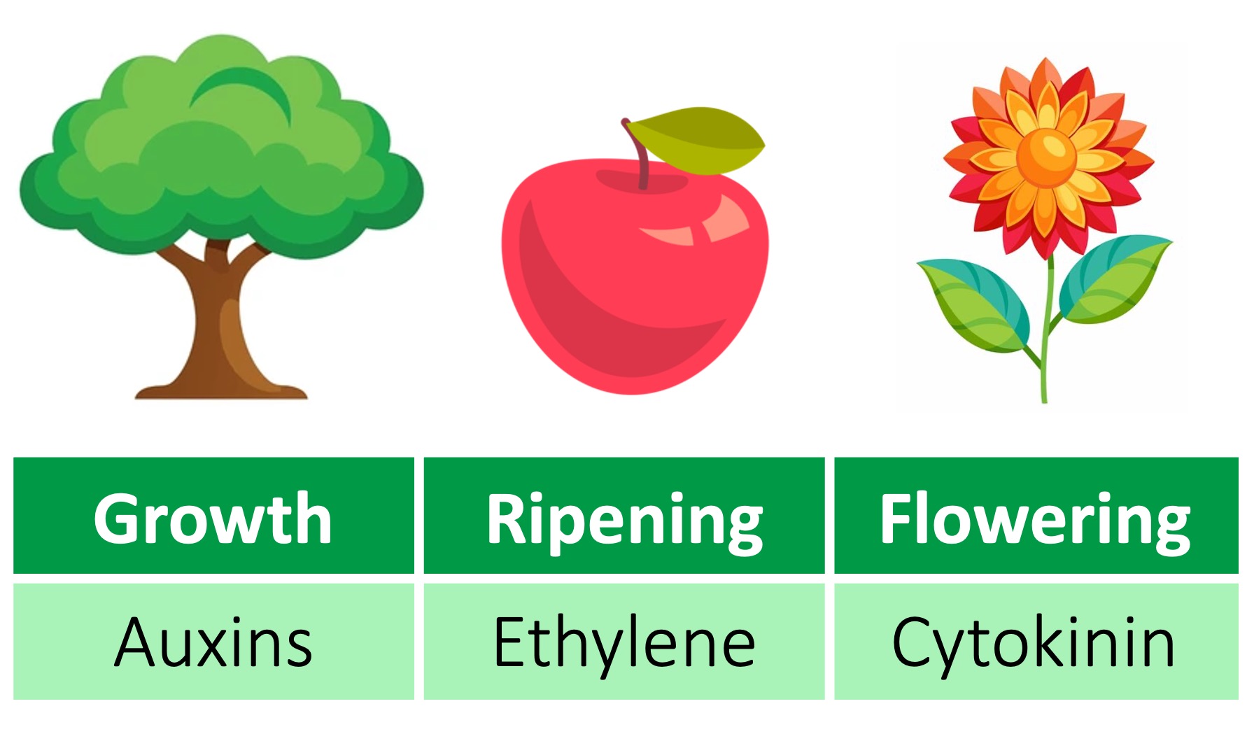 symplastic%20vs%20apoplastic%20mobile