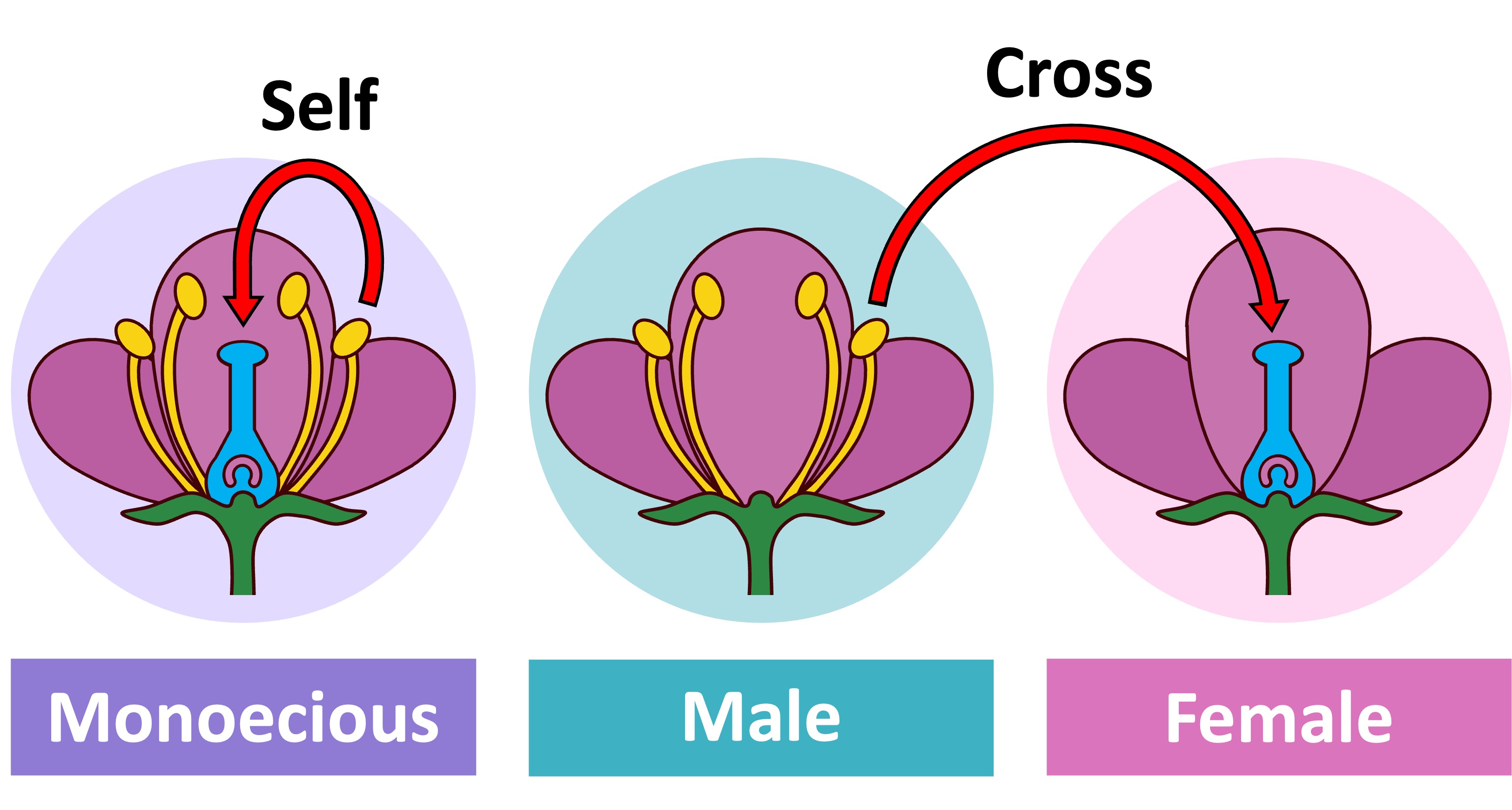 plant%20breeding%20ipad