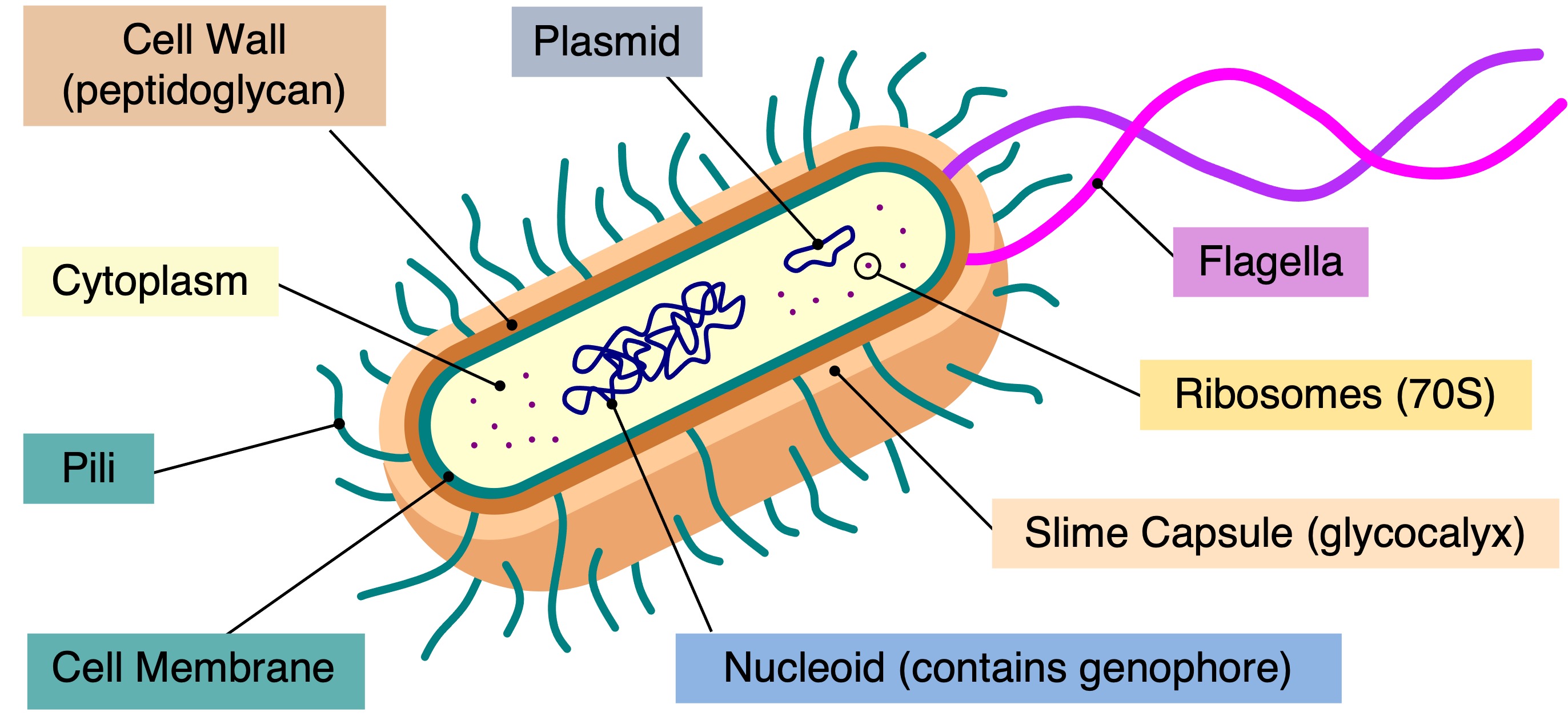 prokaryotic%20cell