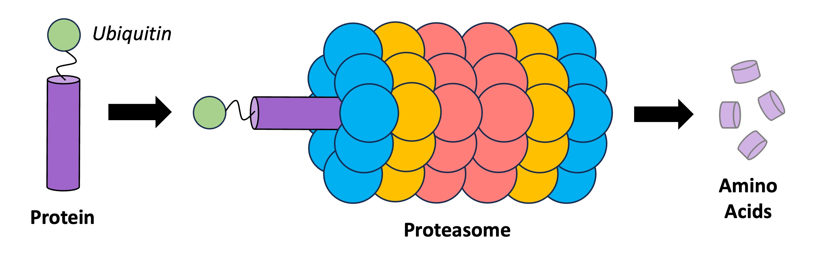 proteolysis