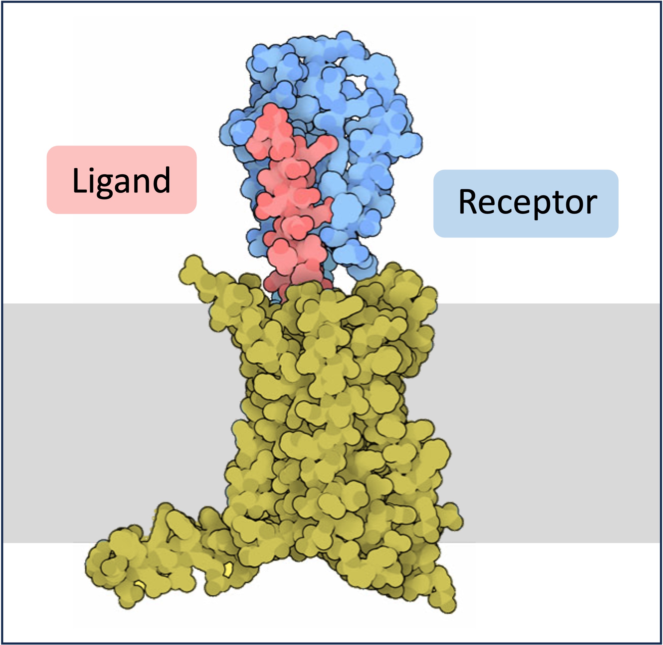 receptor%20transmembrane