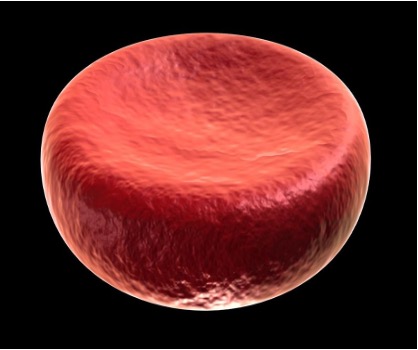 red%20blood%20cell