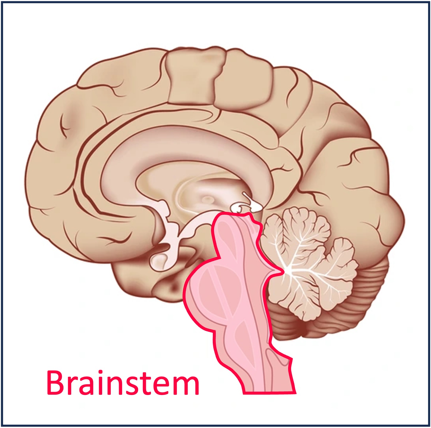 respiratory%20control2