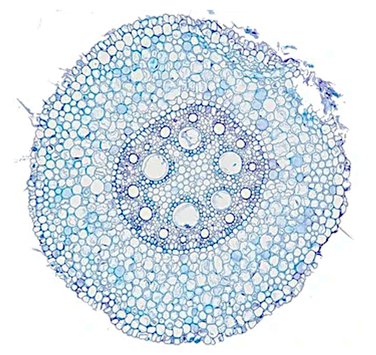 phagocyte