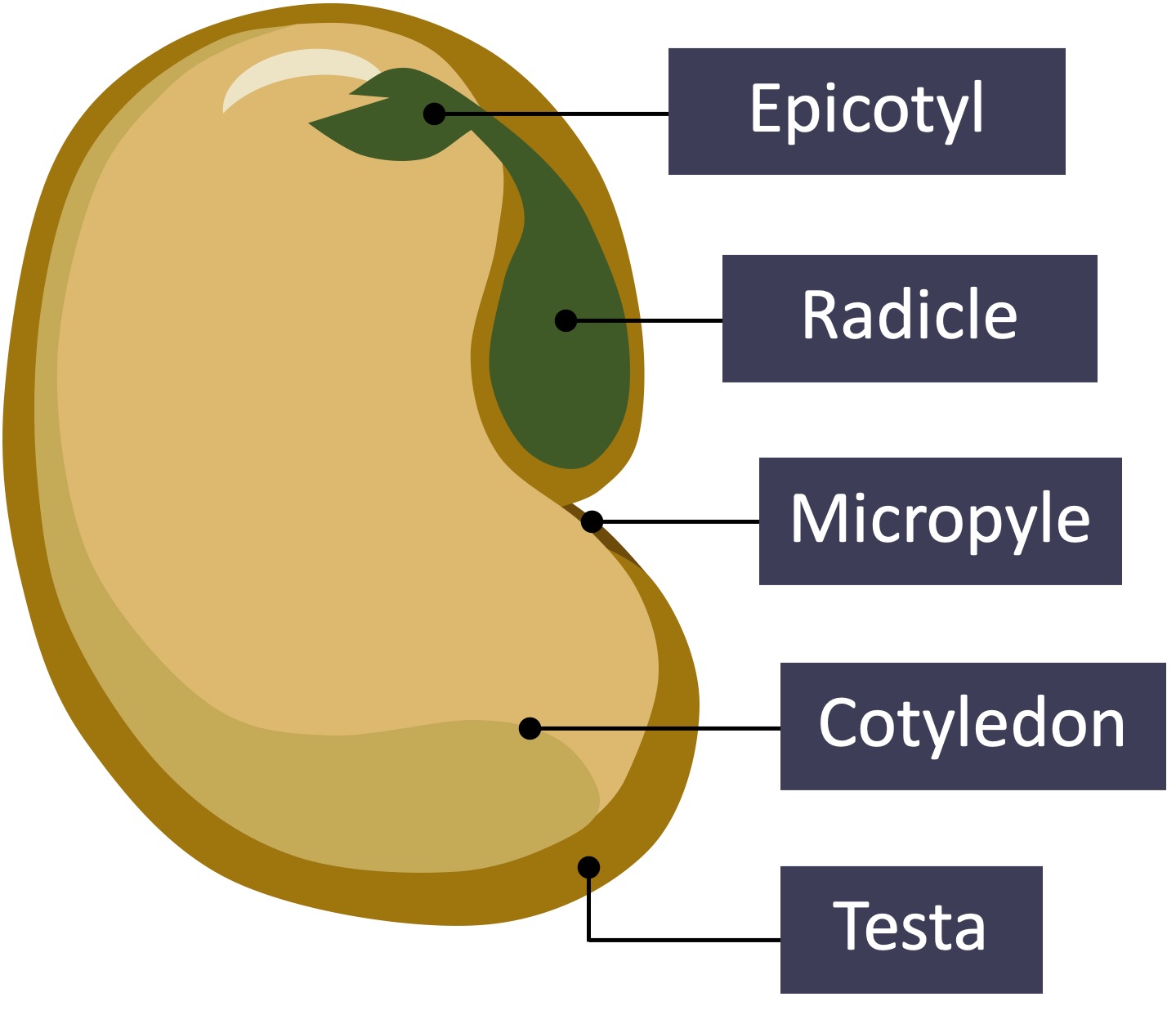 plant%20reproduction%20mobile