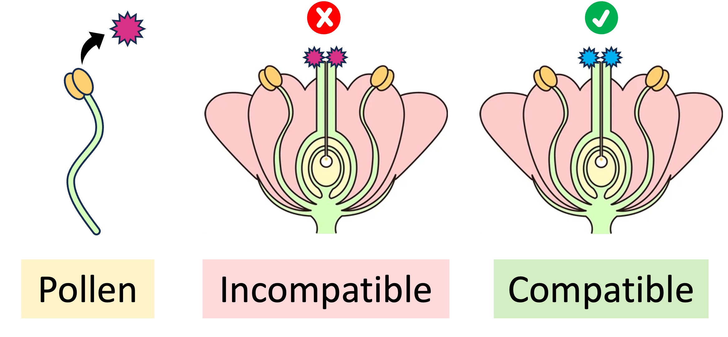plant%20reproduction%20mobile