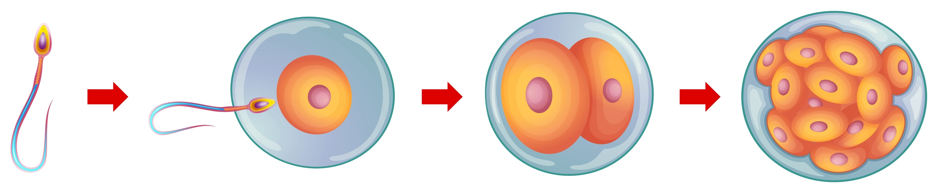sexual%20reproduction1