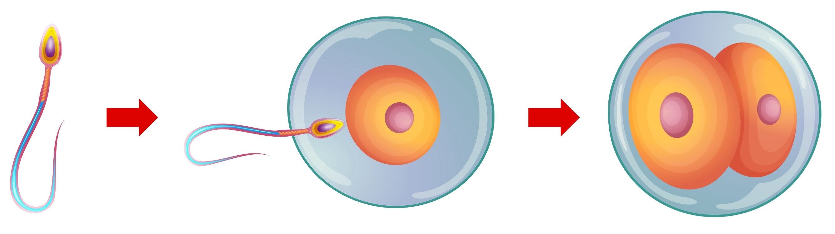 sexual%20reproduction2