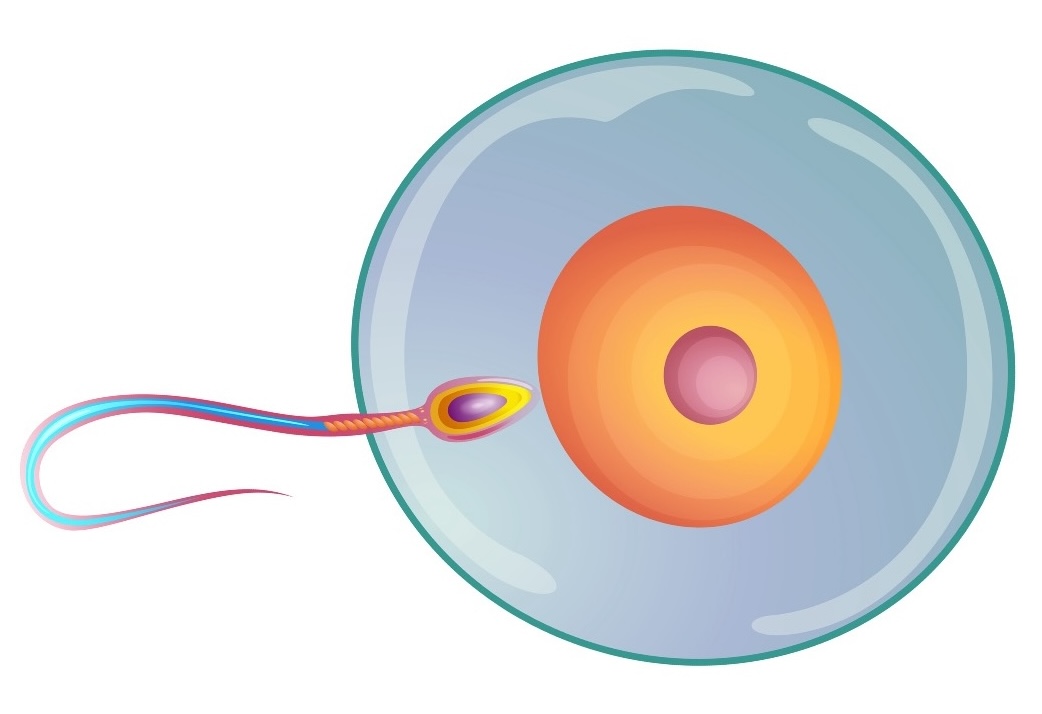 sexual%20reproduction3
