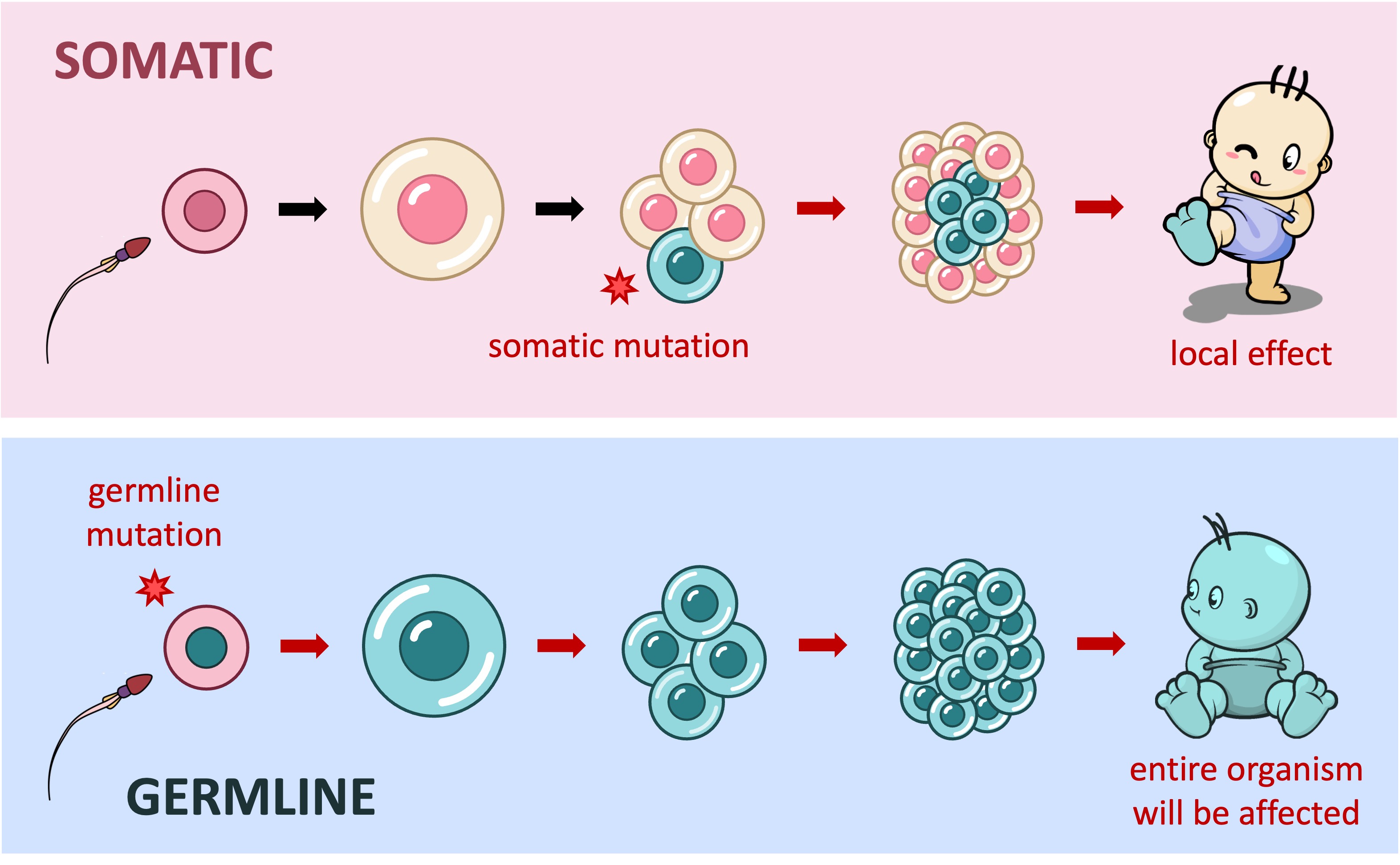 somatic%20vs%20germline
