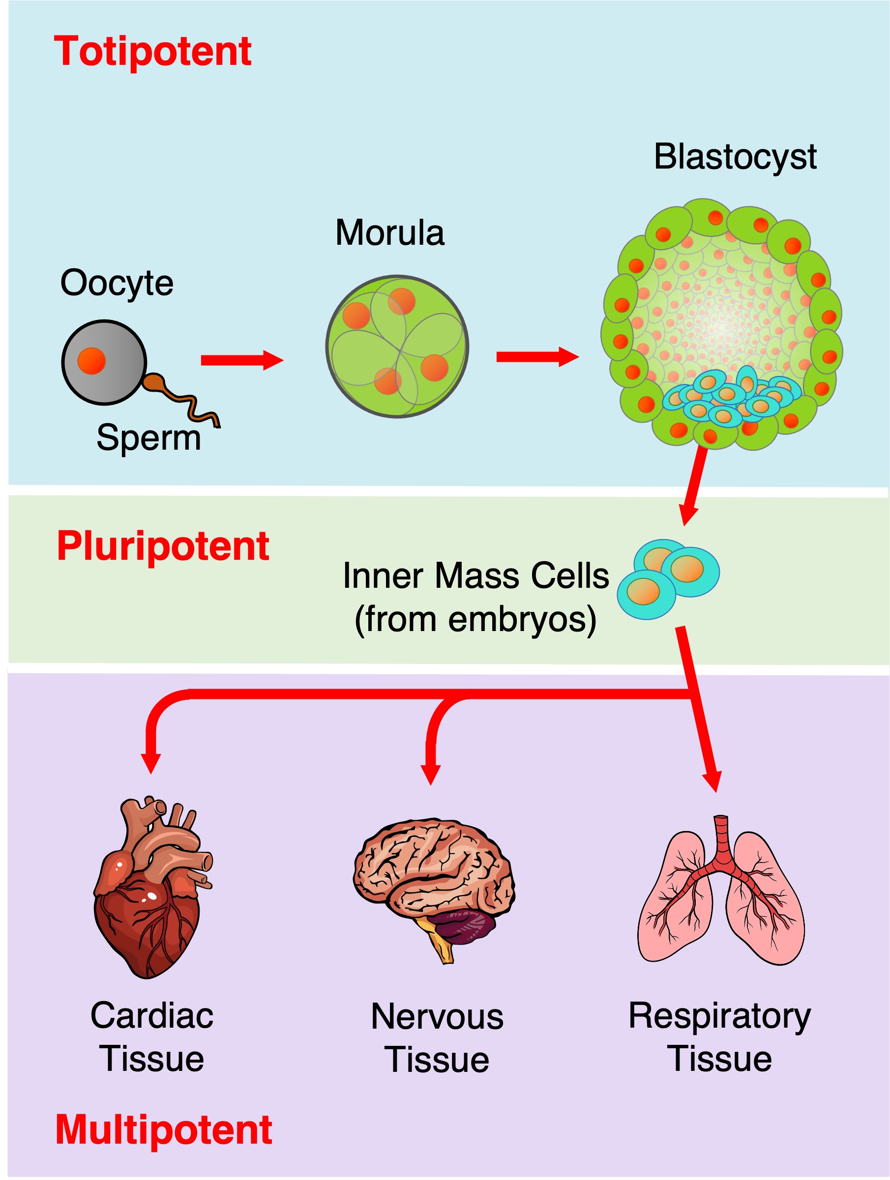 stem%20cell2