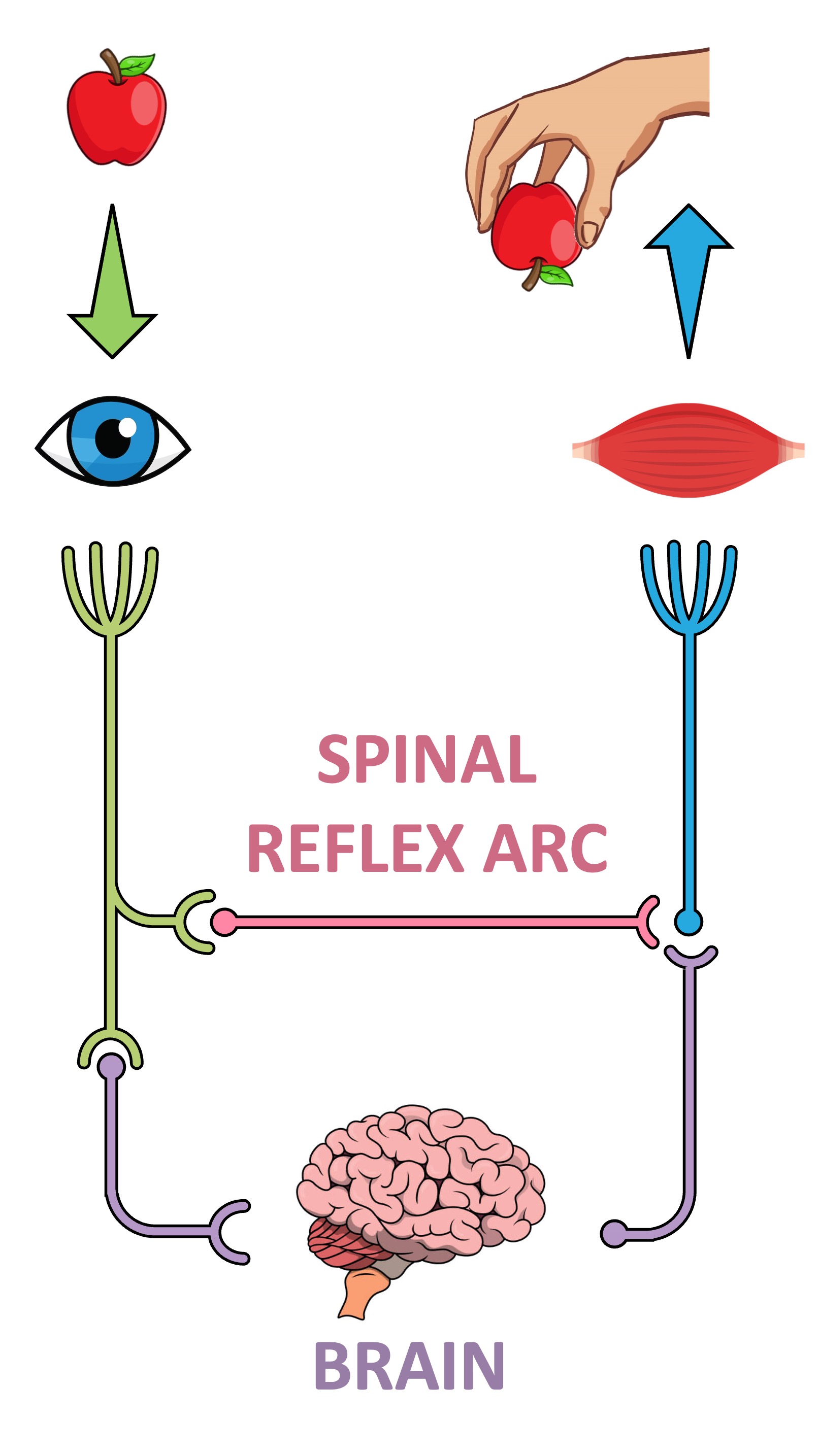 stimulus response%20mobile