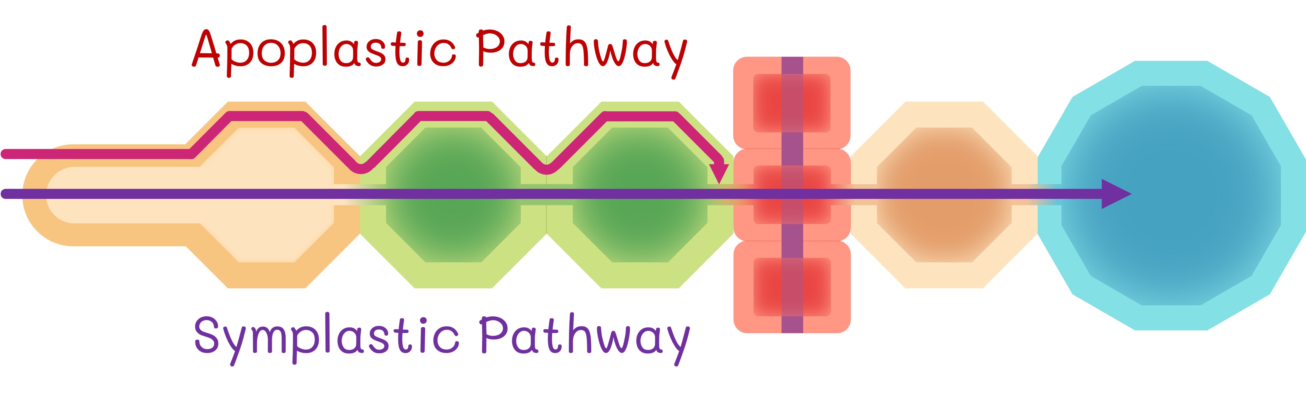 symplastic%20vs%20apoplastic%20mobile