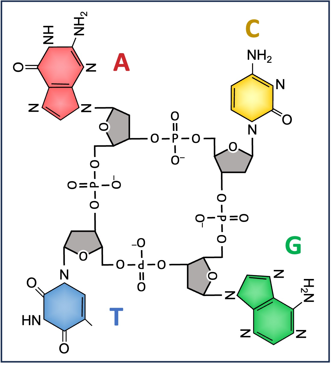 tetranucleotide