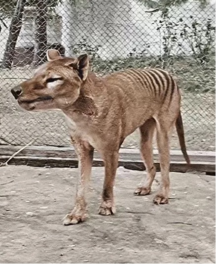 thylacine