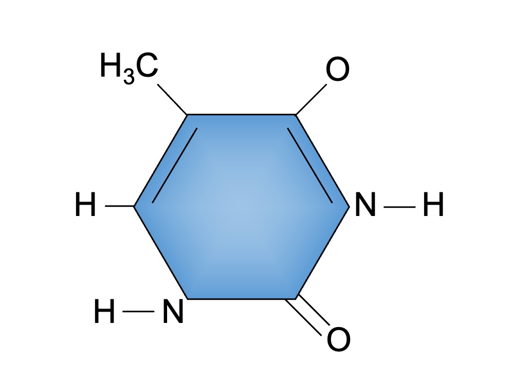 thymine