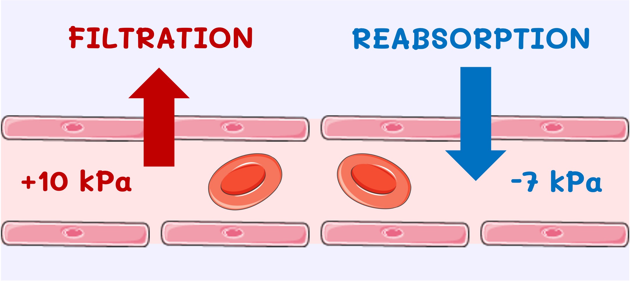 tissue%20fluid%20mobile