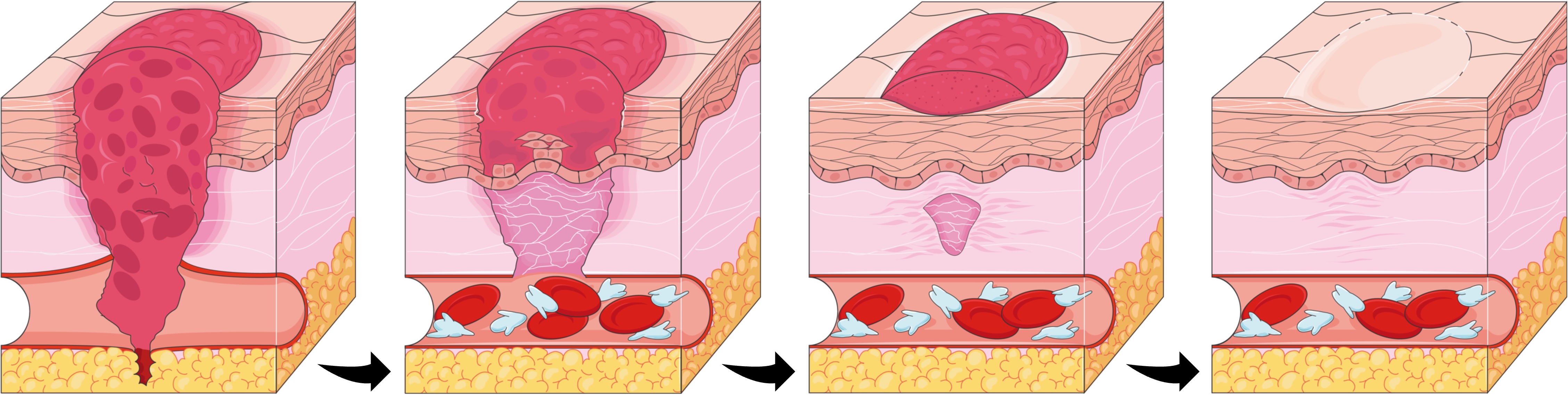endocrine%20signalling