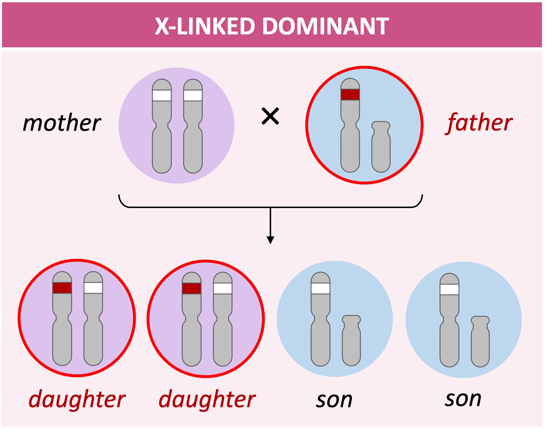 x linked%20dominant